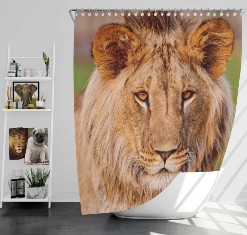 Wilderness Majesty Lion Regal Stare Shower Curtain