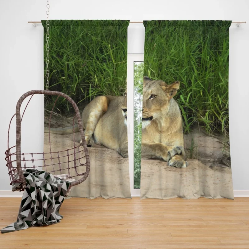 Wilderness Majesty Lion Roaring Rule Curtain