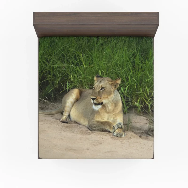 Wilderness Majesty Lion Roaring Rule Fitted Sheet 1