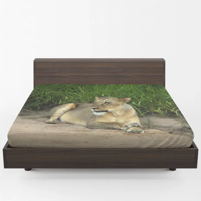 Wilderness Majesty Lion Roaring Rule Fitted Sheet