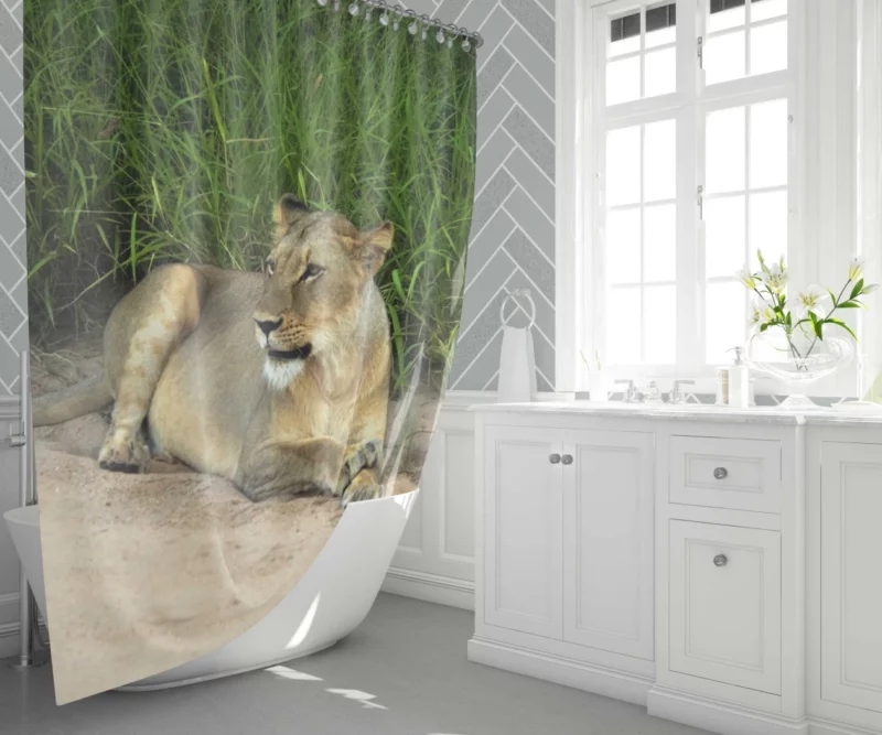 Wilderness Majesty Lion Roaring Rule Shower Curtain 1