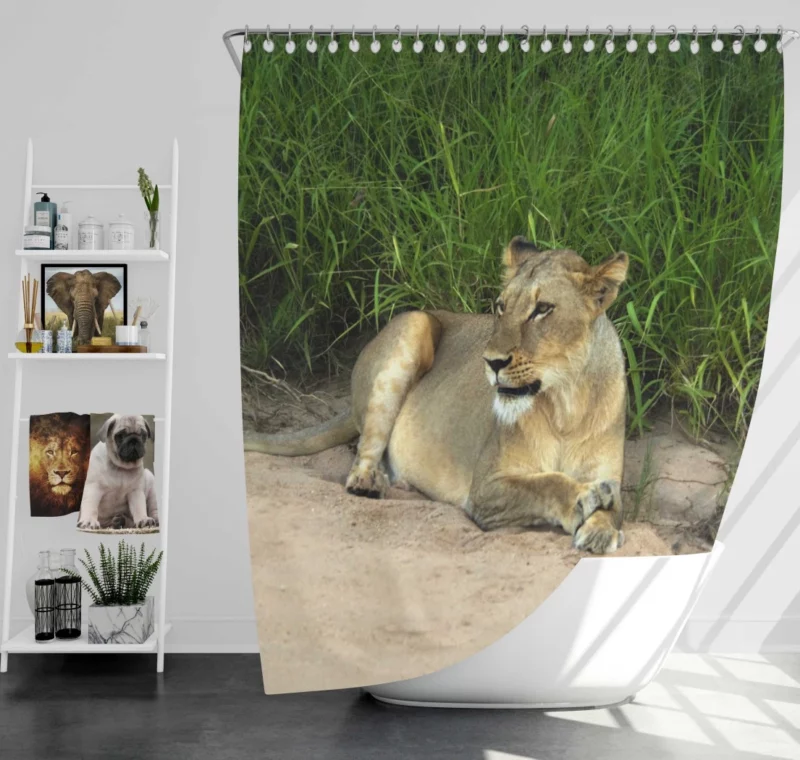 Wilderness Majesty Lion Roaring Rule Shower Curtain