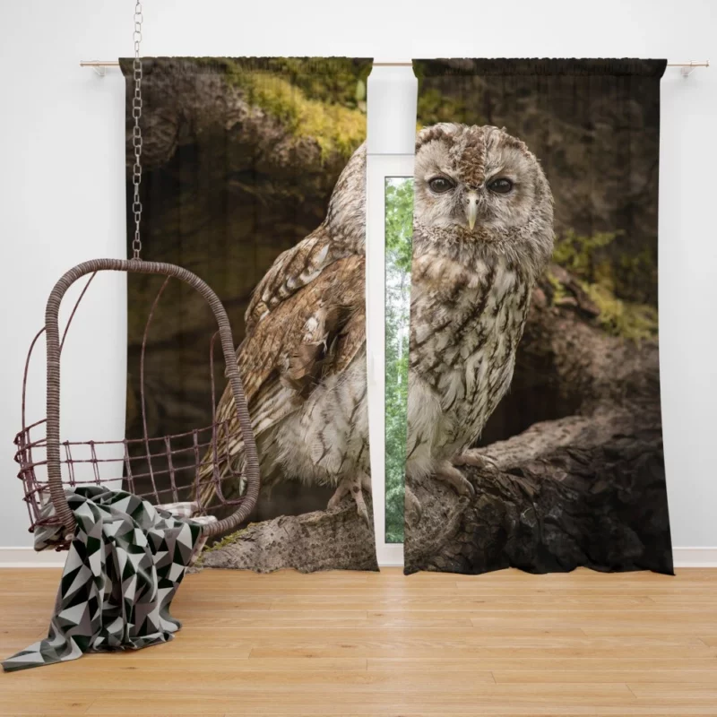 Wise Owl Stare Nocturnal Watch Curtain