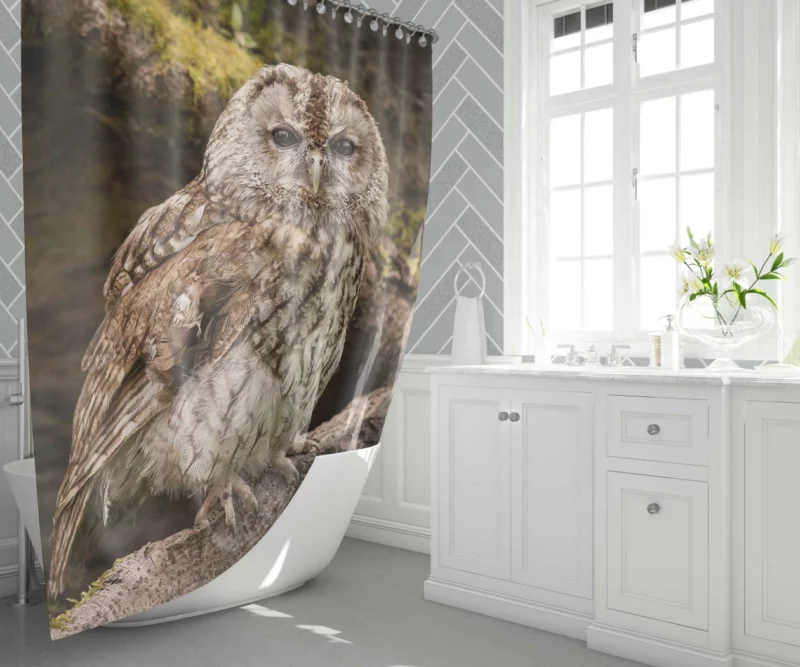 Wise Owl Stare Nocturnal Watch Shower Curtain 1