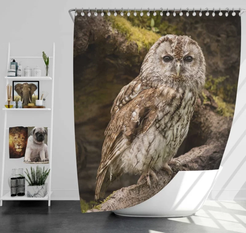 Wise Owl Stare Nocturnal Watch Shower Curtain