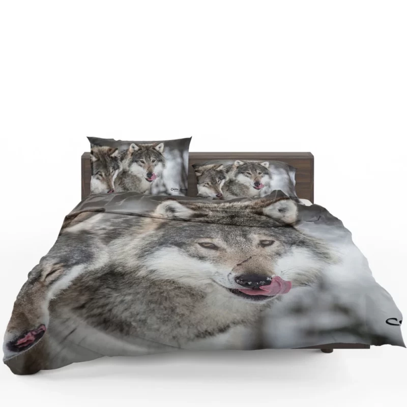 Wolf Close-Up Wilderness Intrigue Bedding Set