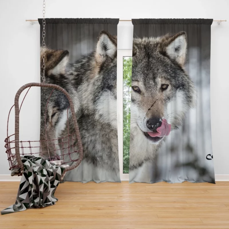 Wolf Close-Up Wilderness Intrigue Curtain