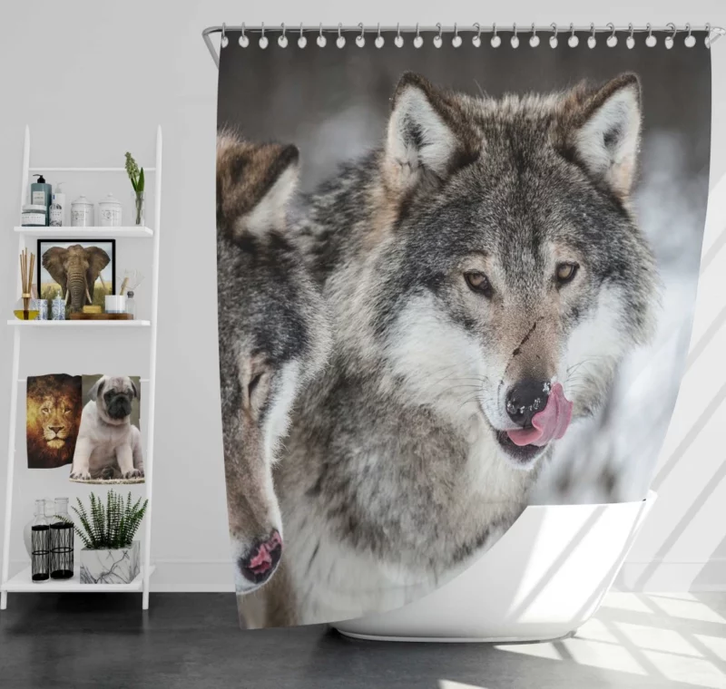 Wolf Close-Up Wilderness Intrigue Shower Curtain