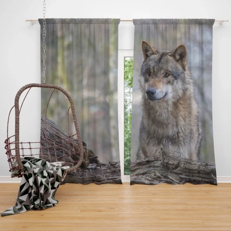 Wolf Depth of Field Curtain