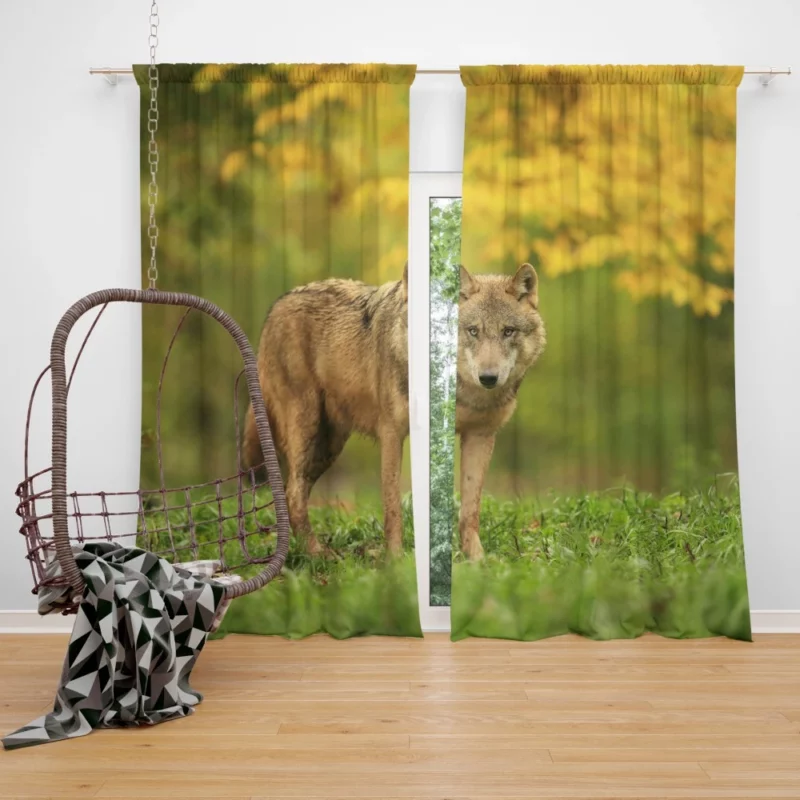 Wolf Enigmatic Gaze in Blur Curtain