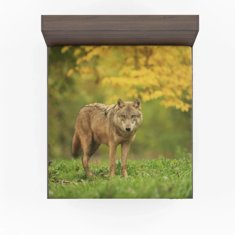 Wolf Enigmatic Gaze in Blur Fitted Sheet 1