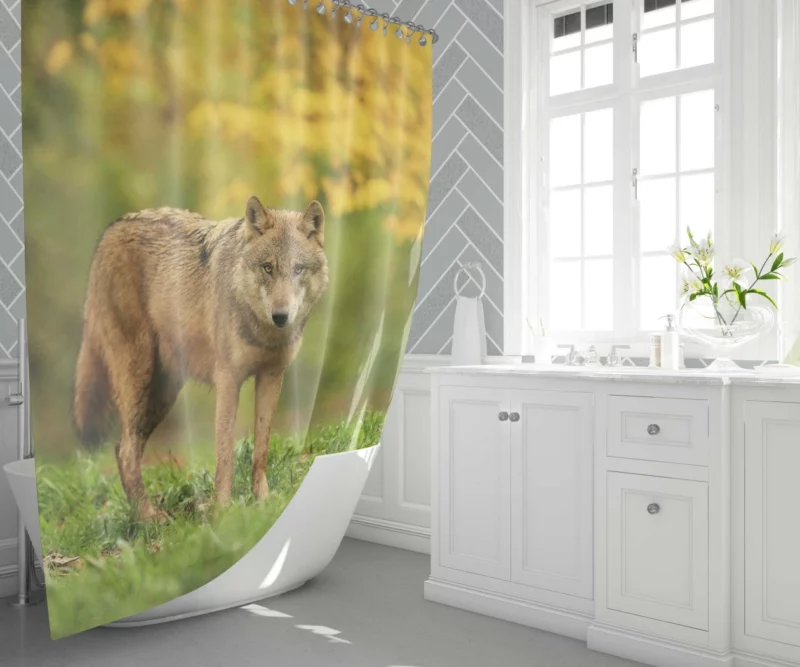 Wolf Enigmatic Gaze in Blur Shower Curtain 1