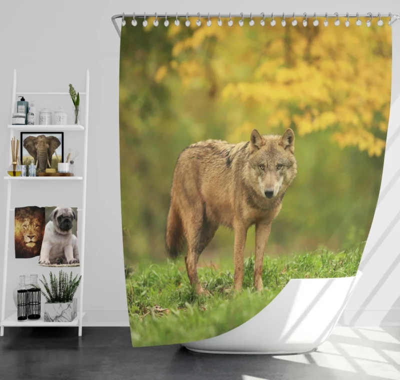 Wolf Enigmatic Gaze in Blur Shower Curtain