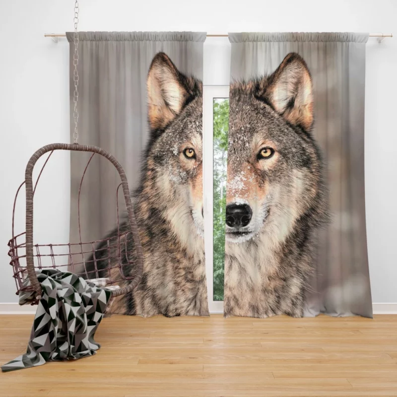 Wolf Fierce Gaze Untamed Wilderness Curtain