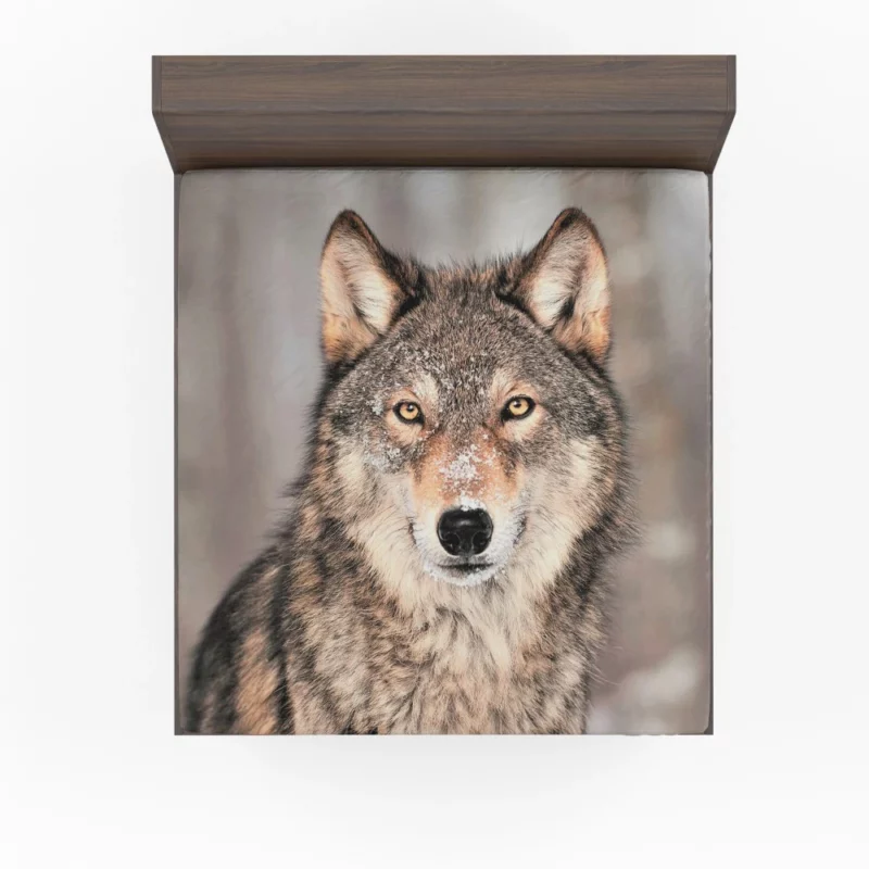 Wolf Fierce Gaze Untamed Wilderness Fitted Sheet 1