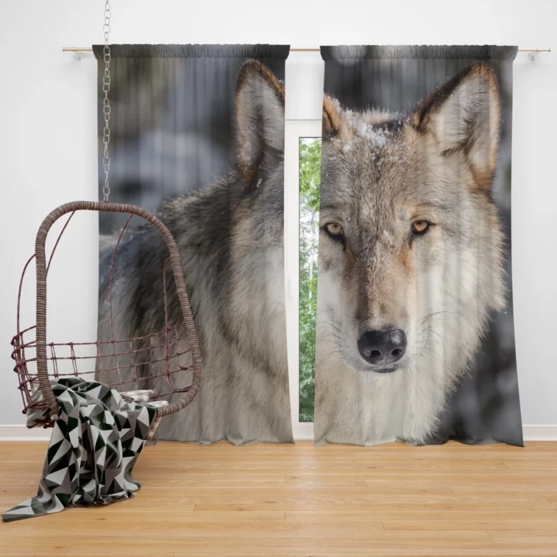 Wolf Fierce Wilderness Stance Curtain