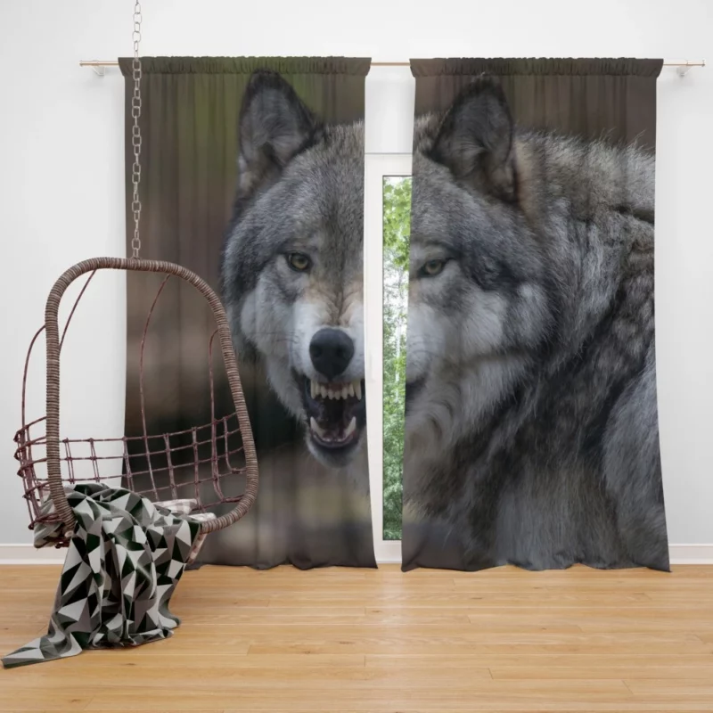 Wolf Gaze Untamed Majesty Curtain