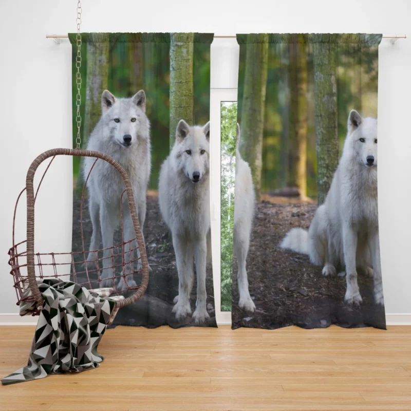 Wolf Gaze Wilderness Majesty Curtain