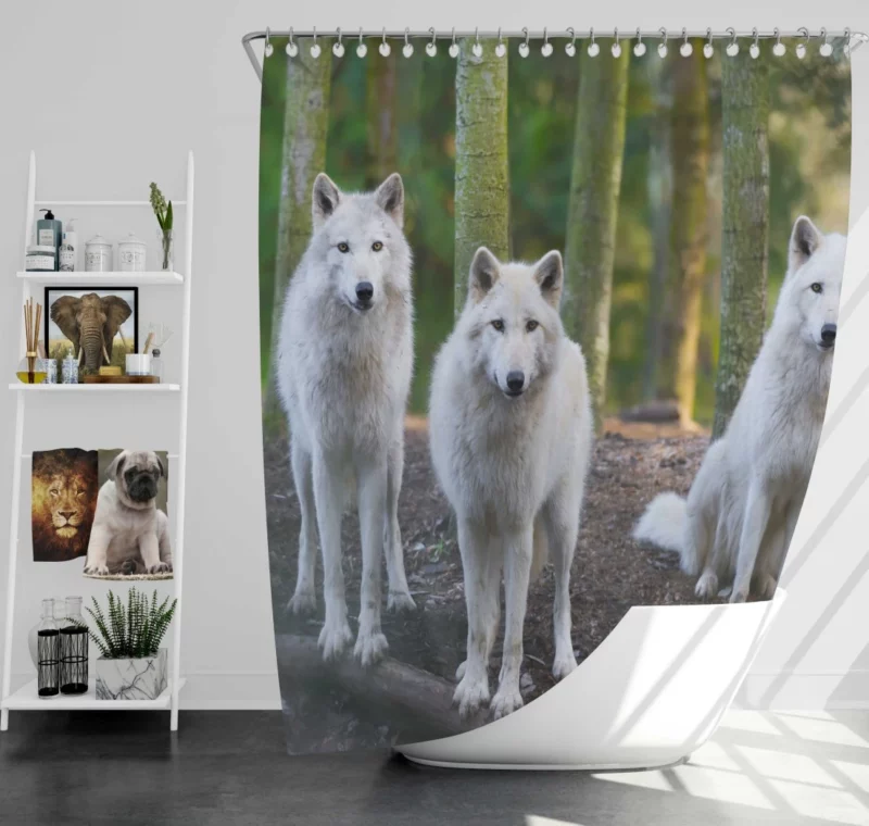 Wolf Gaze Wilderness Majesty Shower Curtain