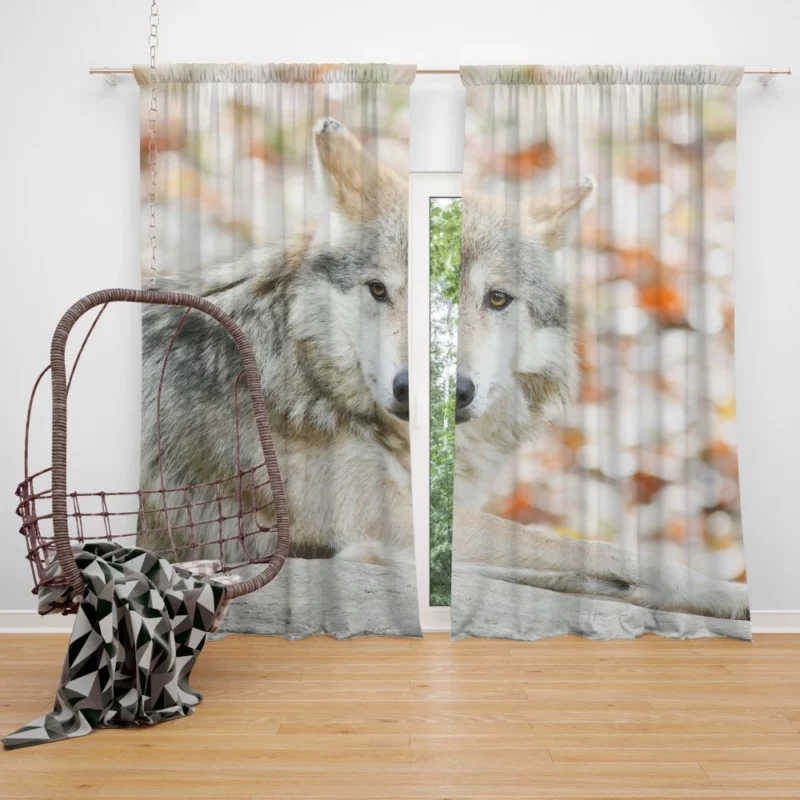 Wolf Haunting Gaze Curtain