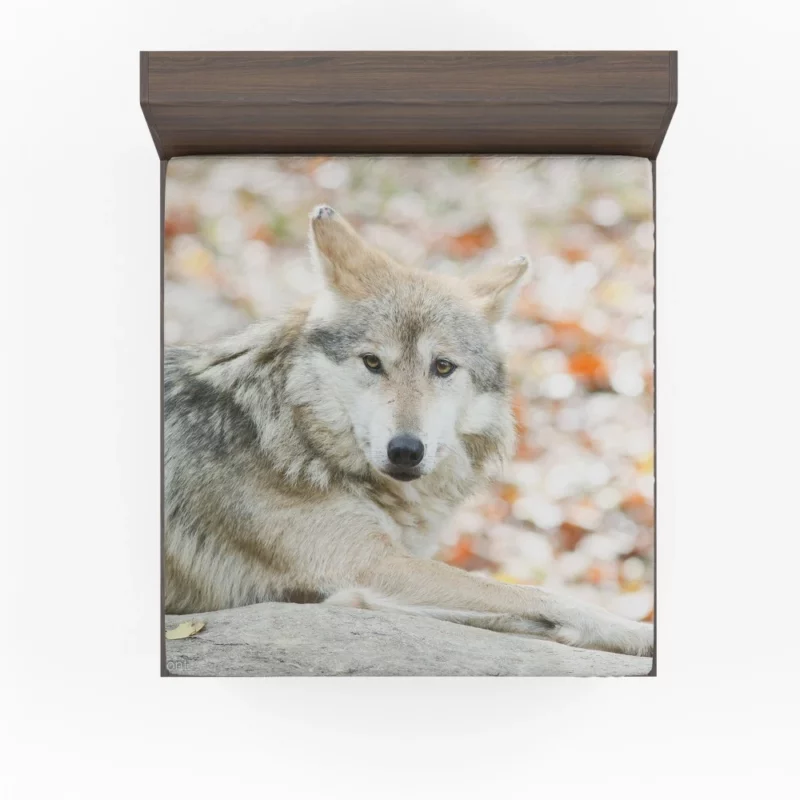 Wolf Haunting Gaze Fitted Sheet 1