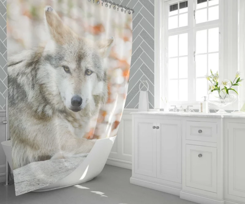 Wolf Haunting Gaze Shower Curtain 1