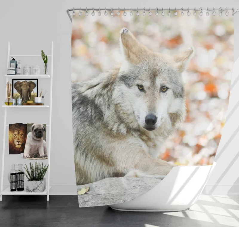 Wolf Haunting Gaze Shower Curtain