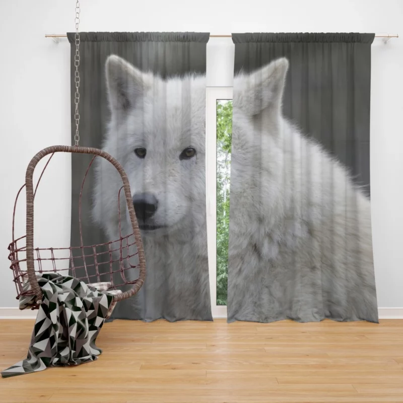 Wolf Intense Gaze Untamed Majesty Curtain