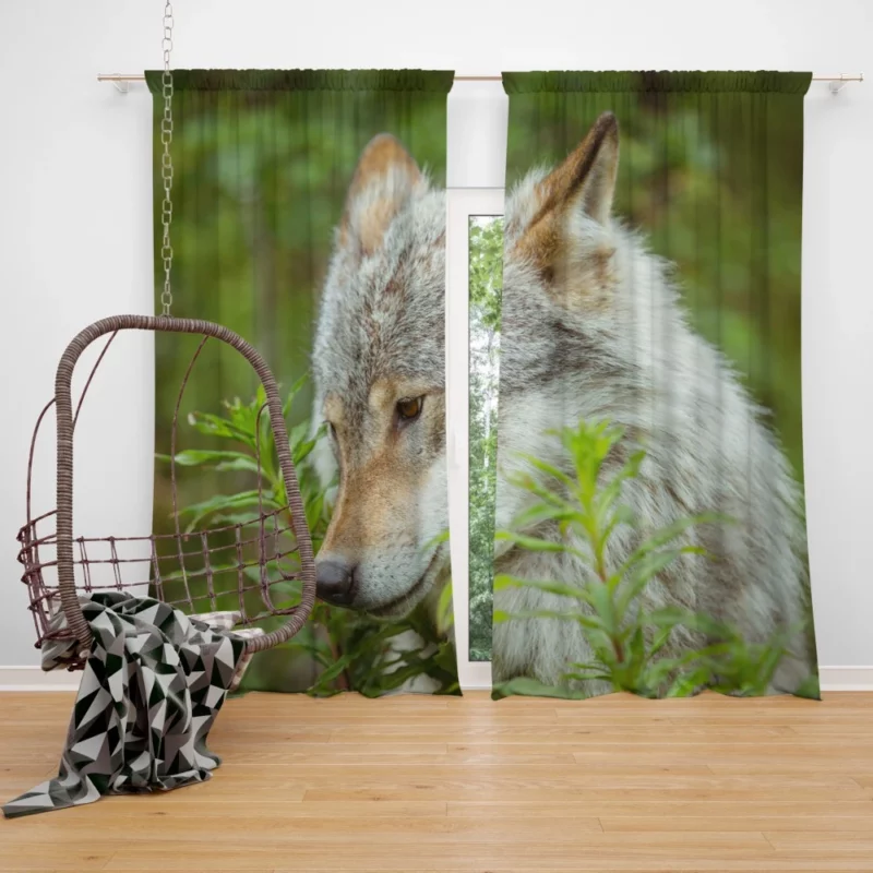 Wolf Intense Stare Captivating Wildness Curtain