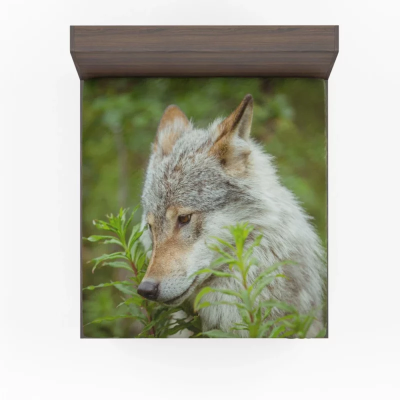 Wolf Intense Stare Captivating Wildness Fitted Sheet 1