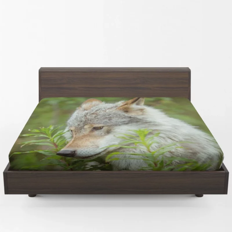 Wolf Intense Stare Captivating Wildness Fitted Sheet