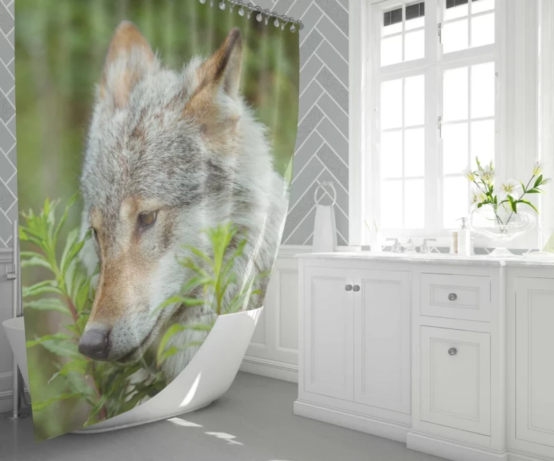 Wolf Intense Stare Captivating Wildness Shower Curtain 1