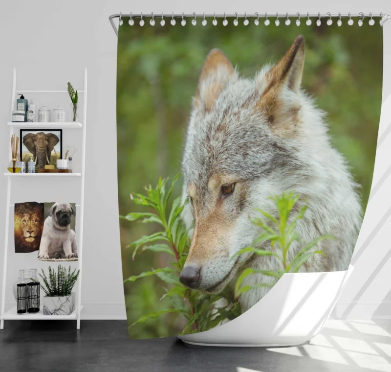 Wolf Intense Stare Captivating Wildness Shower Curtain