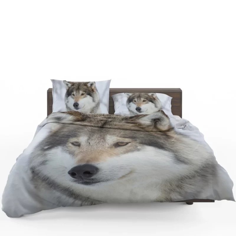 Wolf Intense Stare Enigmatic Gaze Bedding Set