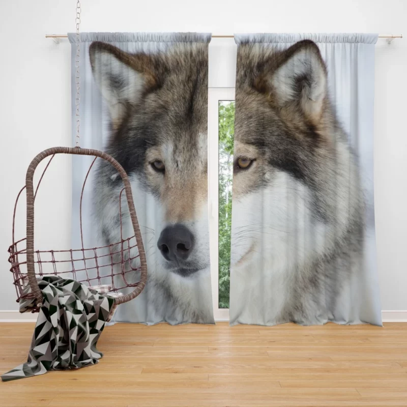 Wolf Intense Stare Enigmatic Gaze Curtain