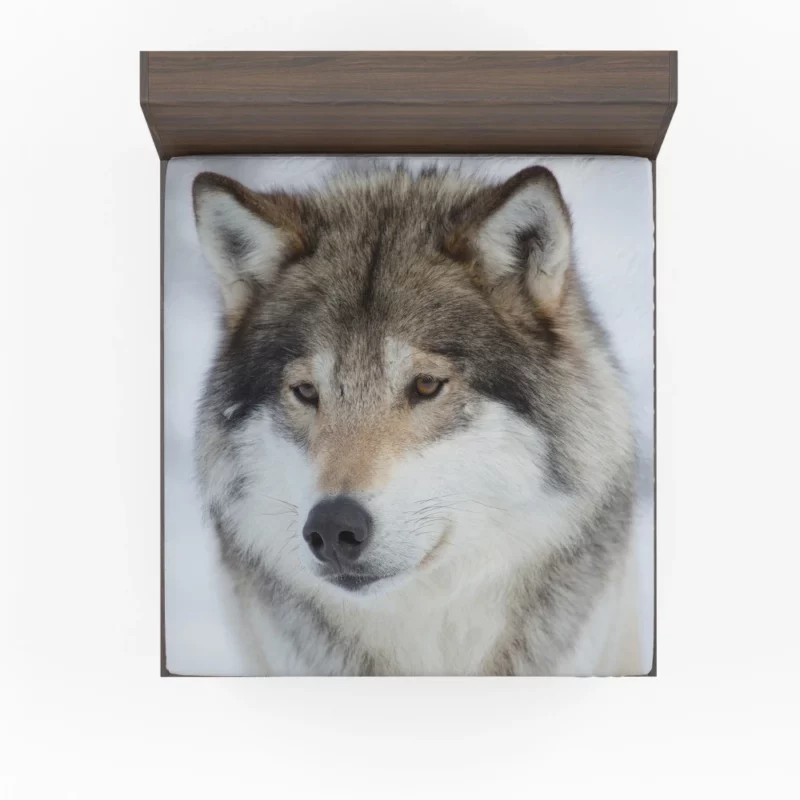 Wolf Intense Stare Enigmatic Gaze Fitted Sheet 1