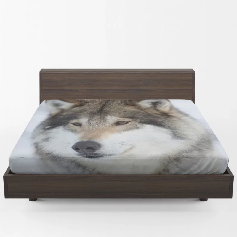 Wolf Intense Stare Enigmatic Gaze Fitted Sheet