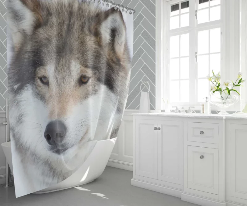 Wolf Intense Stare Enigmatic Gaze Shower Curtain 1