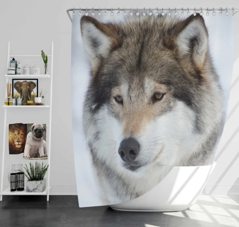 Wolf Intense Stare Enigmatic Gaze Shower Curtain