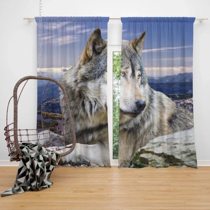 Wolf Intense Stare Untamed Intrigue Curtain