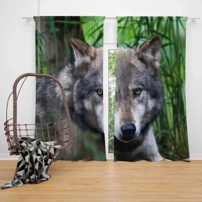 Wolf Intense Stare Wilderness Aura Curtain