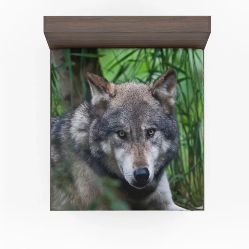 Wolf Intense Stare Wilderness Aura Fitted Sheet 1