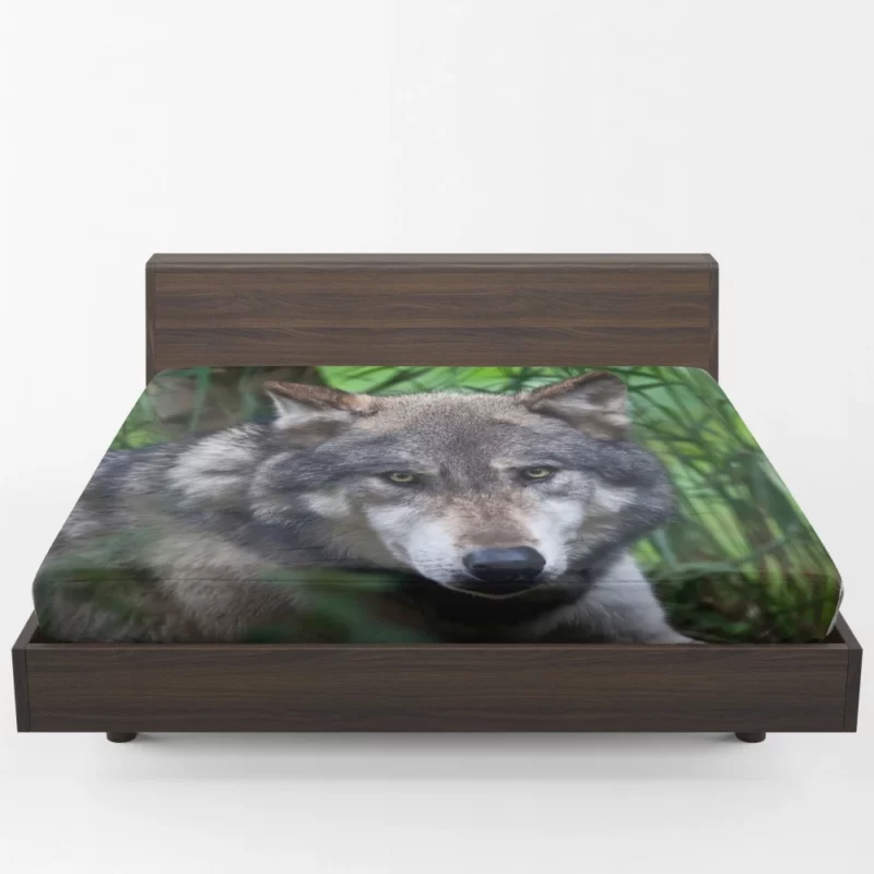 Wolf Intense Stare Wilderness Aura Fitted Sheet