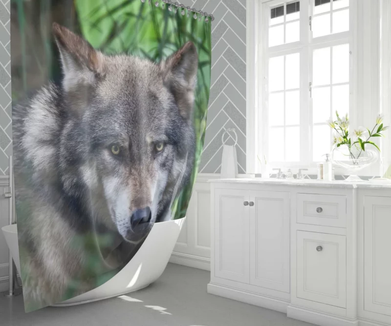 Wolf Intense Stare Wilderness Aura Shower Curtain 1