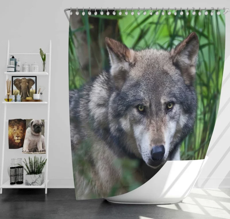 Wolf Intense Stare Wilderness Aura Shower Curtain