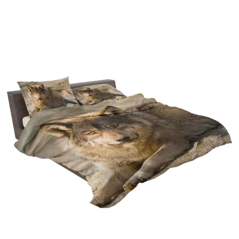 Wolf Intense Stare Wilderness Gaze Bedding Set 2