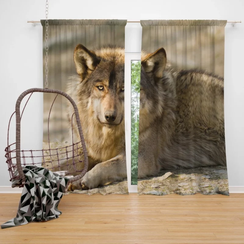 Wolf Intense Stare Wilderness Gaze Curtain