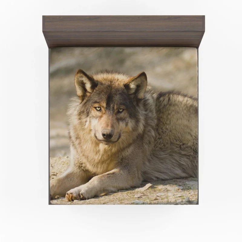 Wolf Intense Stare Wilderness Gaze Fitted Sheet 1