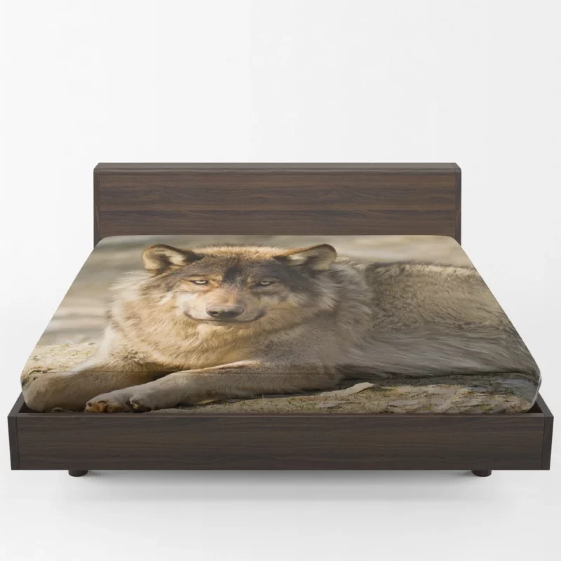 Wolf Intense Stare Wilderness Gaze Fitted Sheet