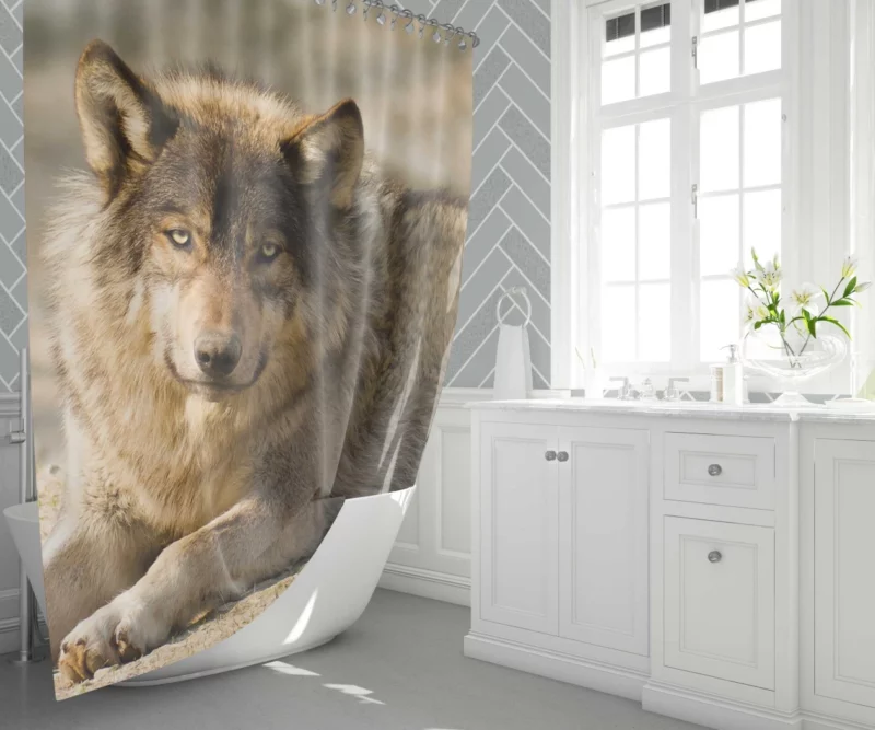 Wolf Intense Stare Wilderness Gaze Shower Curtain 1